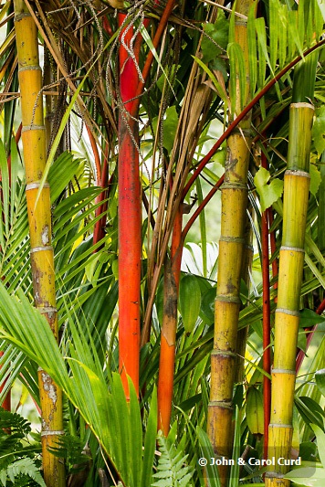_MG_5063 Lipstick Bamboo.JPG
